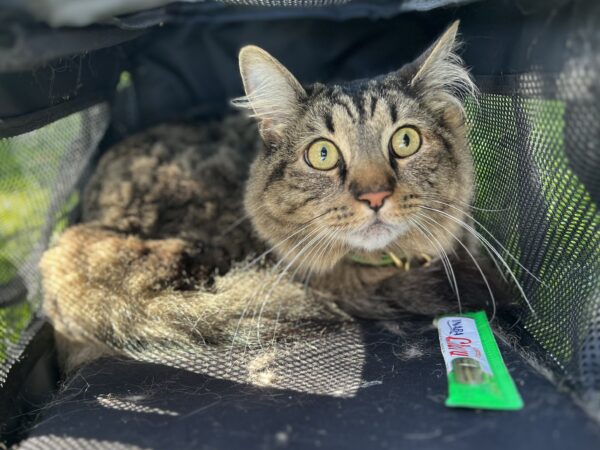 Why... why is it so BIG out there? Domestic Medium-Hair Tiger Tabby Cat