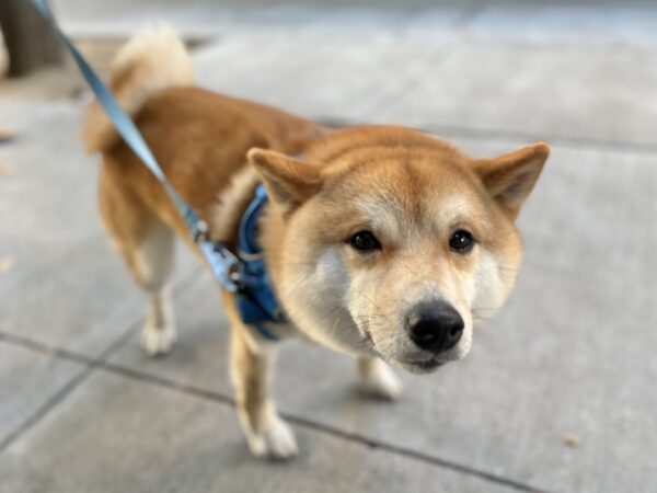 Shiba Inu