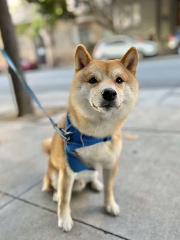 Shiba Inu