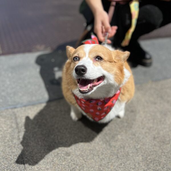 Pembroke Welsh Corgi With Partial Heterochromia
