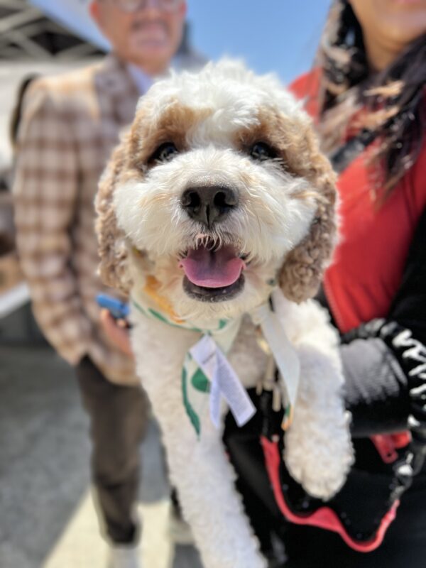 Happy Looking Cockapoo Being Held By A Woman