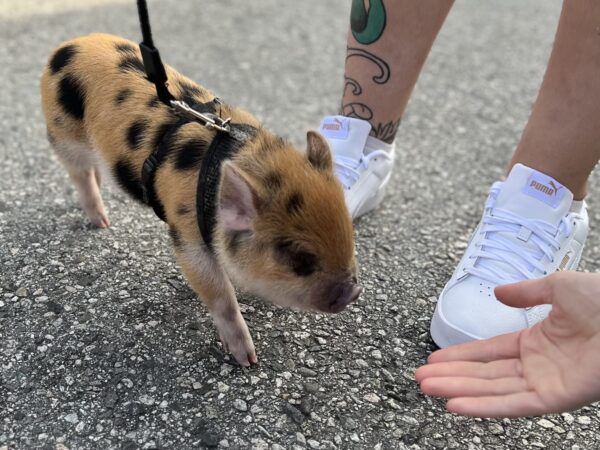 Tiny Leopard Spotted Piglet