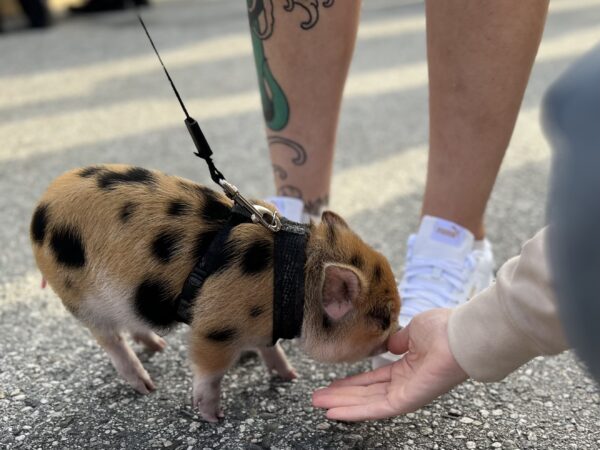 Tiny Leopard Spotted Piglet