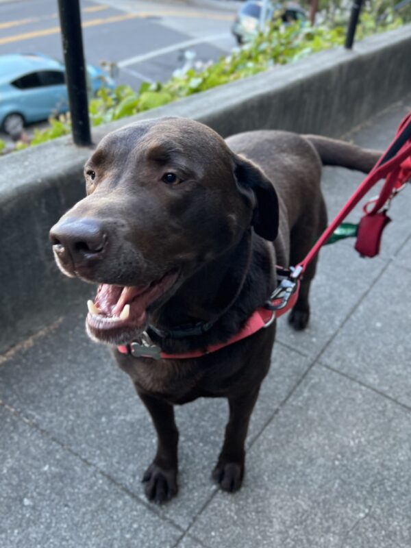 Hey, watch out, buddy coming through! Chocolate Labrador Retriever
