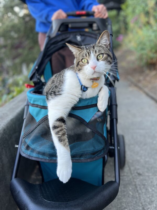 Howdy. Just out enjoying the evening breeze. Cat Sprawled Casually In A Baby Carriage