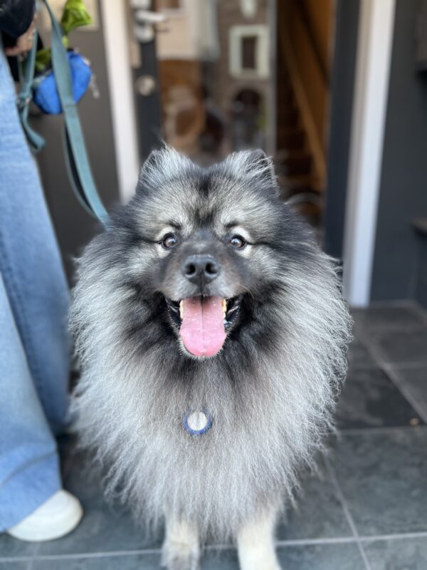 Keeshond With Very Pronounced Spectacle Markings