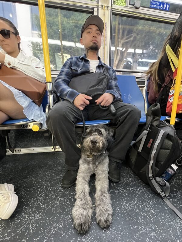 Public safety tip: always stay alert on public transit! Man On Bus With Grey Sapsaree Dog Under His Seat