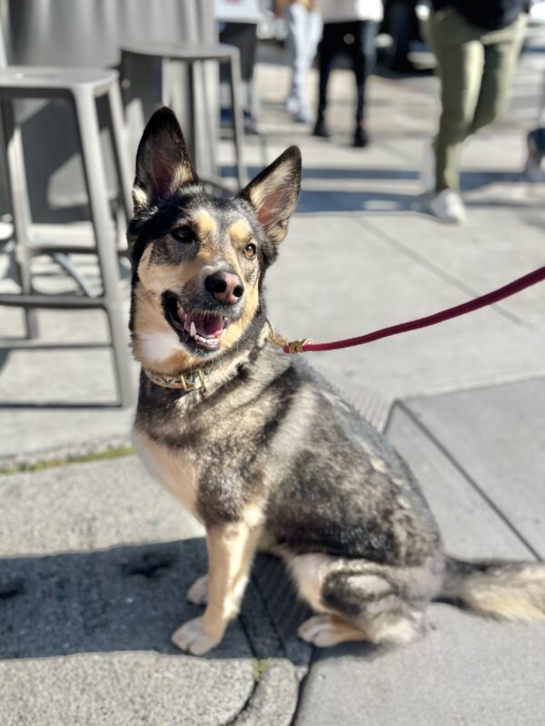 I am a PRETTY PRINCESS is why I am! Siberian Husky German Shepherd Mix Smiling