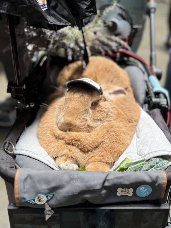 Really Large Tan Rabbit