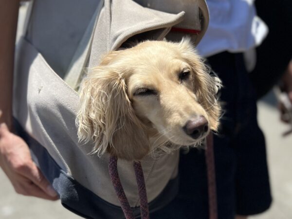 Long Haired Blond Miniature Dachshund In A Shoulder Bag Winking