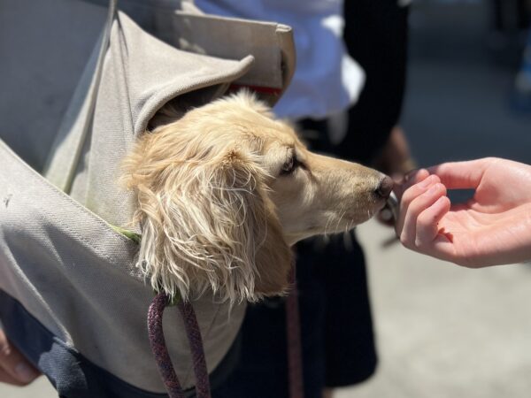 Long Haired Blond Miniature Dachshund In A Shoulder Bag Sniffing A Woman's Fingers