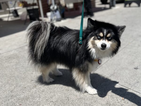 ...are you starin' at my butt?? Adorable Fluffy Pomsky