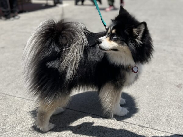 Whoa! You're right, it IS floofy! Pomeranian Siberian Husky Mix Staring At Her Own Tail