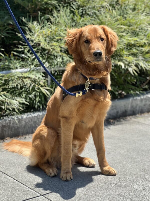 Golden Retriever Sitting And Looking Serious