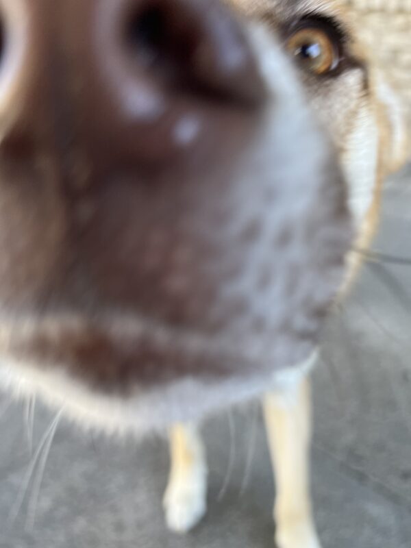 Siberian Husky Mix Snoot