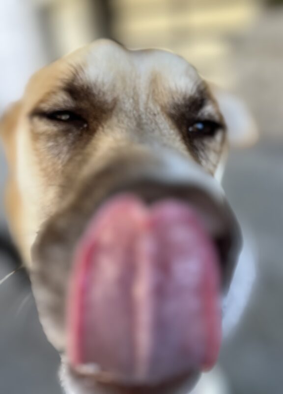 Siberian Husky Snoot With Tongue Out