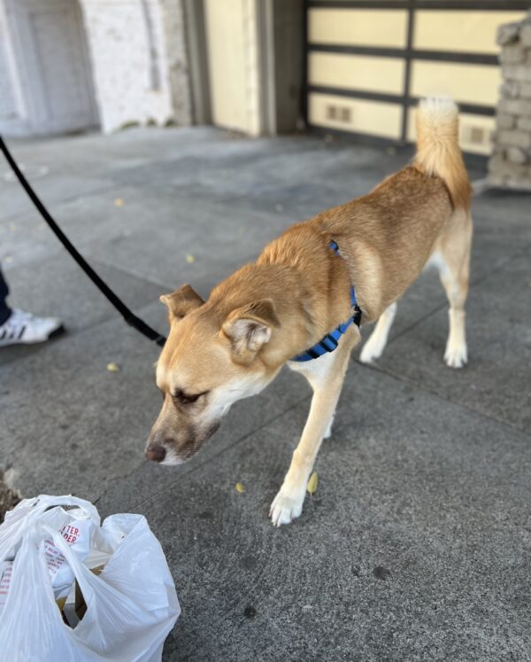 Siberian Husky Mix Smelling Shopping Bag
