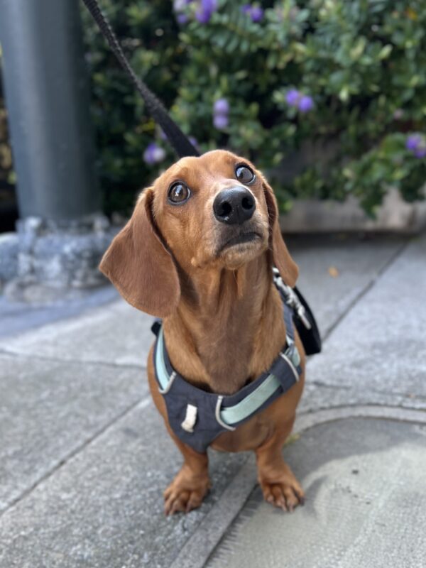 What... what do you mean, 'a LITTLE BIT'?? Red Miniature Dachshund Looking Huffy