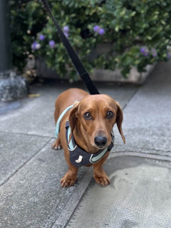 Do... do you love me? Sad Looking Red Miniature Dachshund