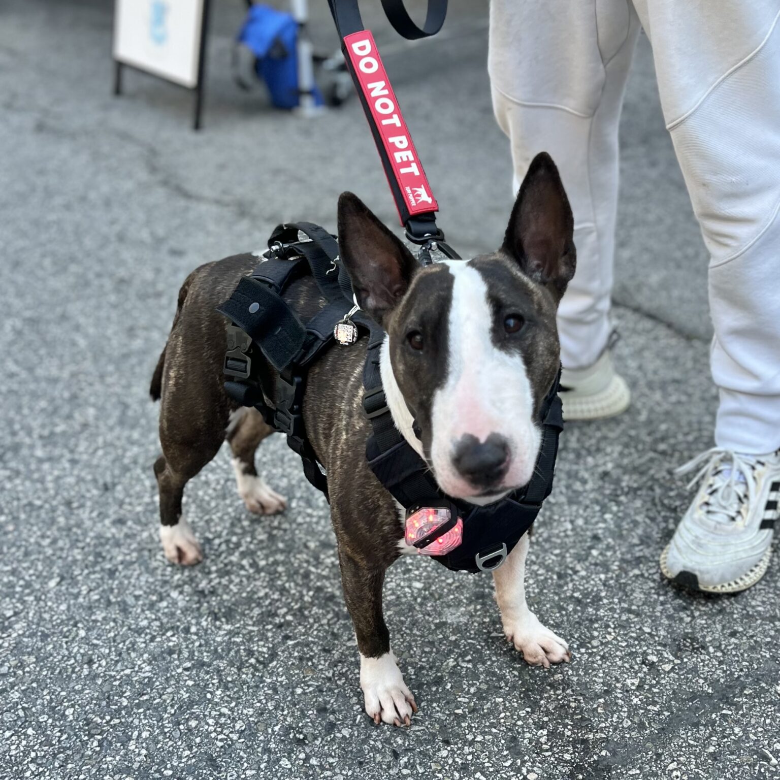 Bull Terrier With A Leash That Says Do Not Pet