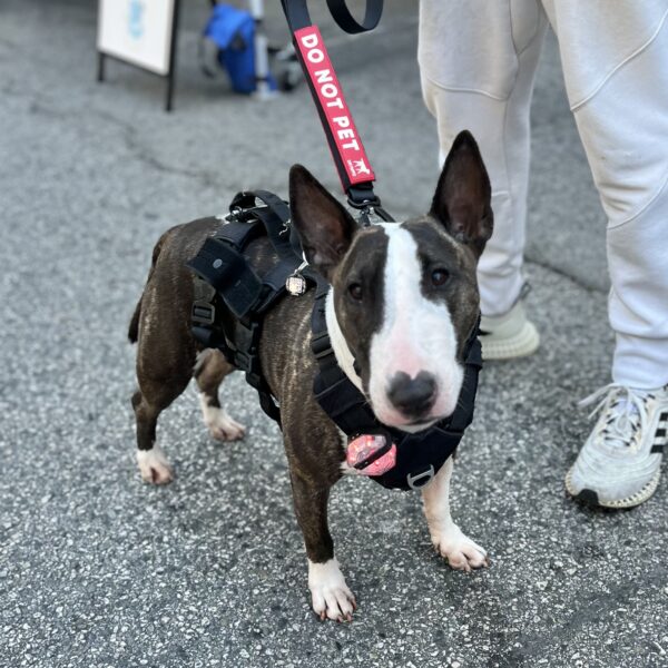 Wait... my leash says WHAT?? Bull Terrier With A Leash That Says Do Not Pet