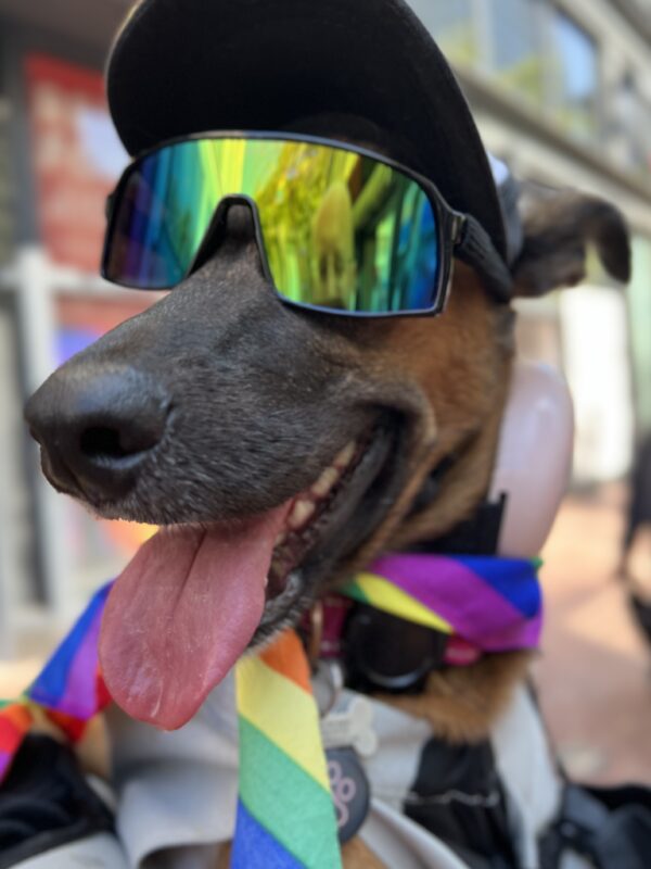 Grinning German Shepherd Mix Wearing Singlasses And A Baseball Cap