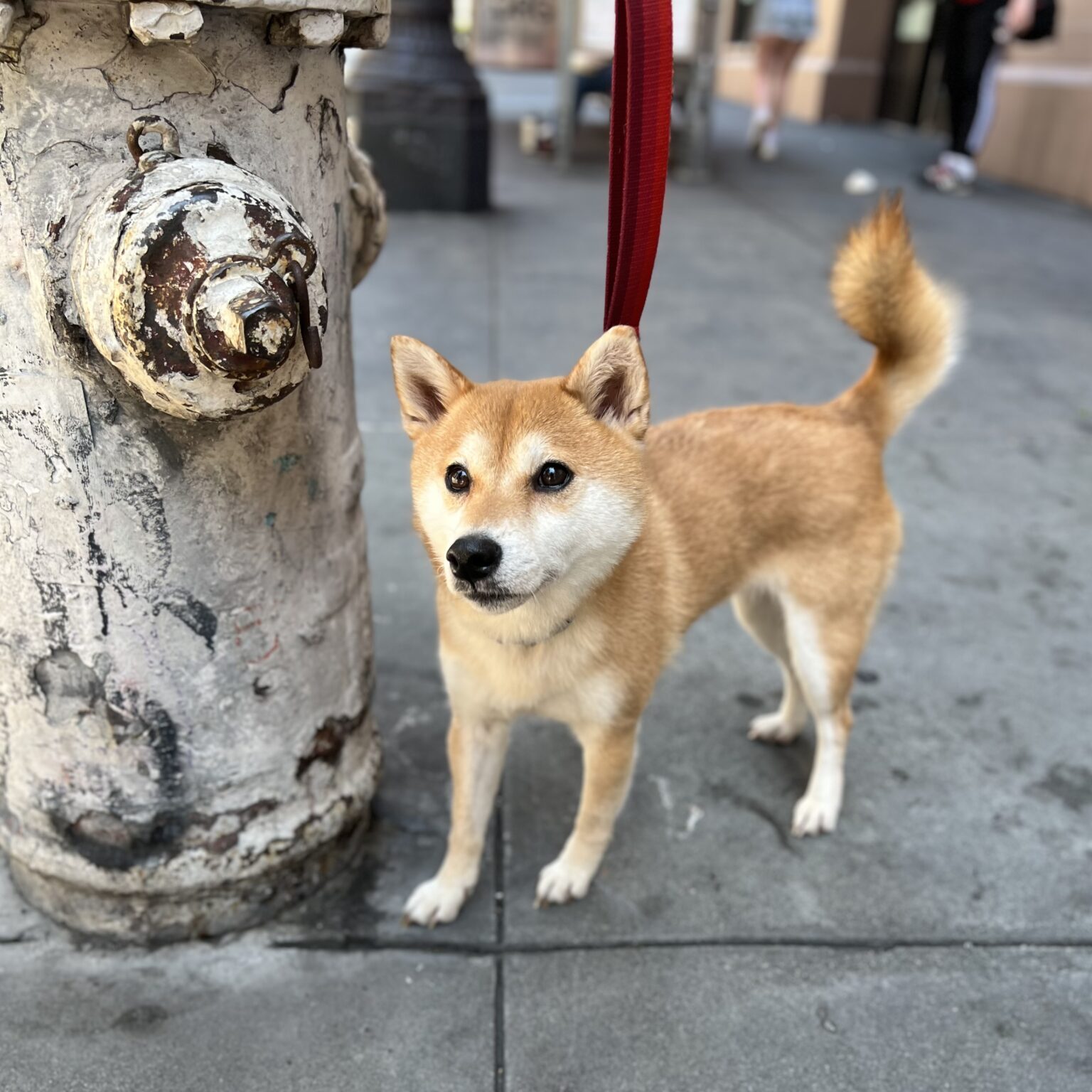 Small Shiba Inu Next To Large Fire Hydrant