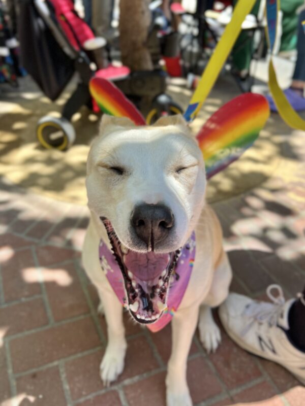 American Pit Bull Terrier Mix Yawning With Eyes Closed