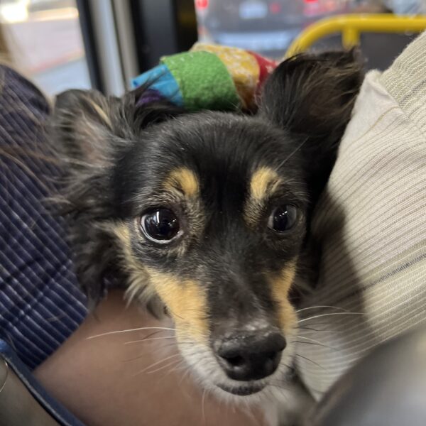Black And Tan Papillon Chihuahua Mix Peeking Between Seats On A Bus