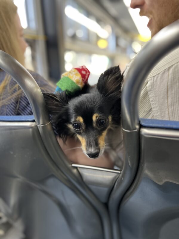Black And Tan Papillon Chihuahua Mix Peeking Between Seats On A Bus
