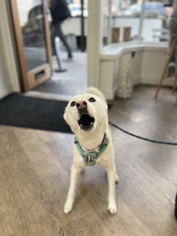 Korean Jindo Dog With Pink Nose From Discoid Lupus