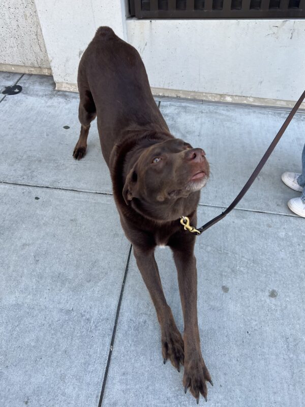 Australian Shepherd Labrador Retriever Mix Play Bow