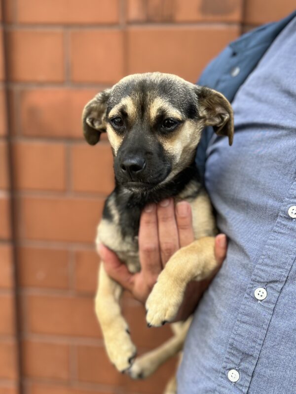 Sad Looking German Shepherd Mix Puppy With Saggy Ears