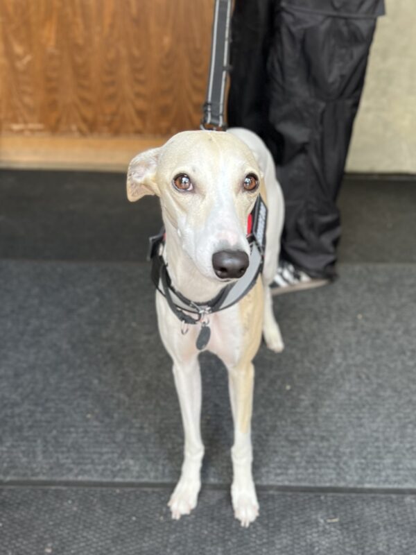 Aww... I love you too! Whippet With Ears Back Looking Soulful