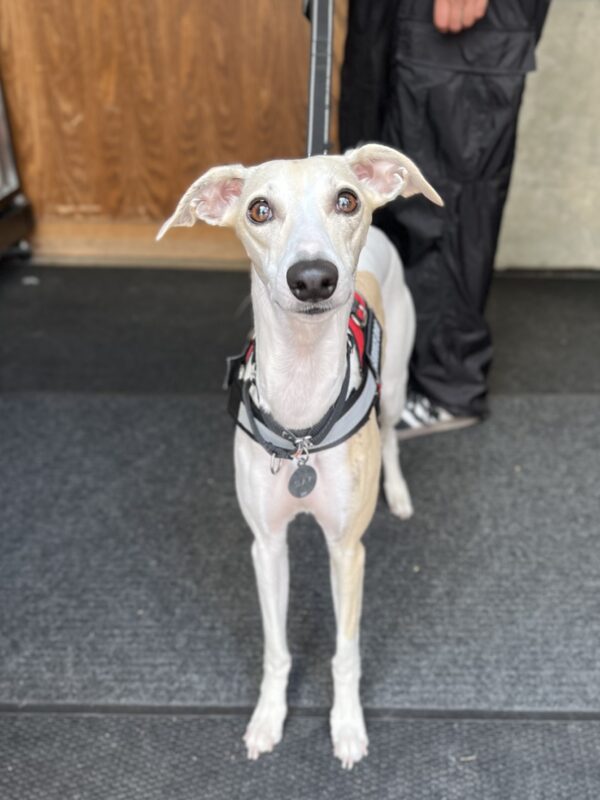 Whippet Looking Friendly