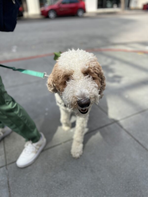 Hey hello hi! Brown And White Goldendoodle