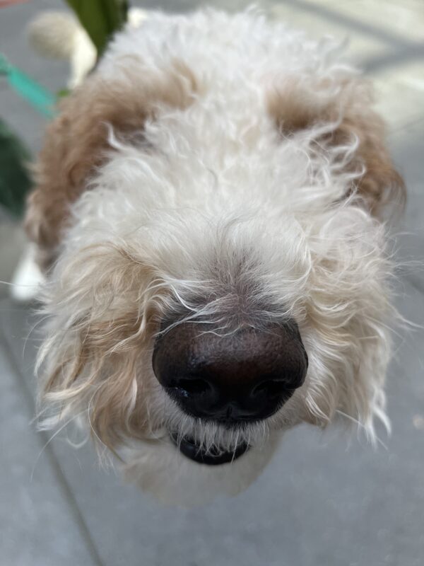 We had cake yesterday! You shoulda been there! Brown And White Goldendoodle Attempting to Snoof Camera