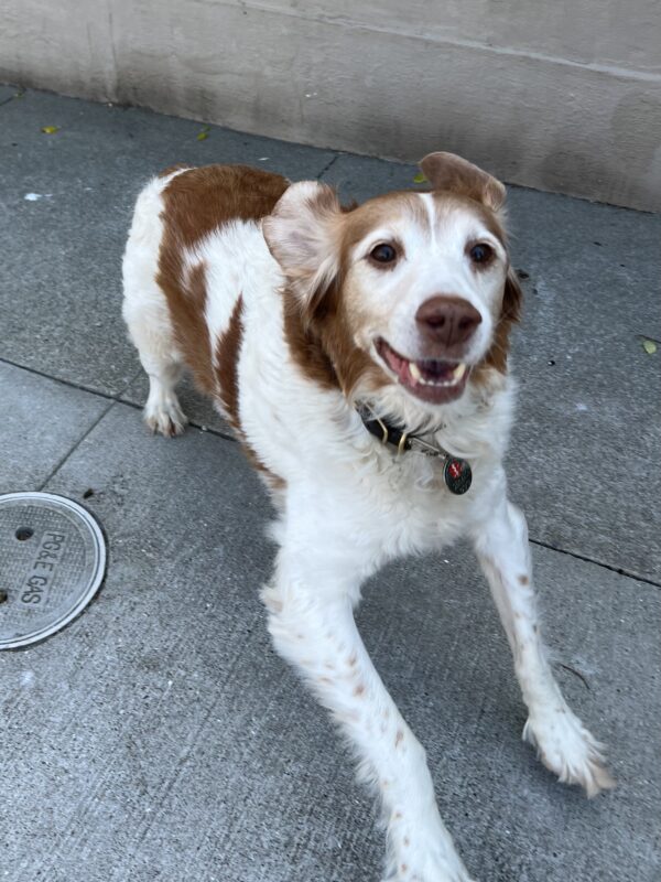 Brittany Spaniel Jumping About