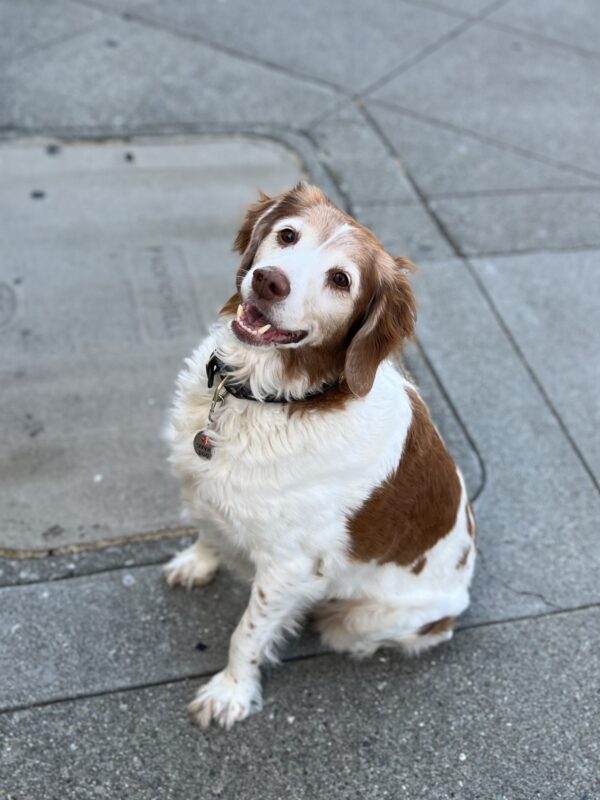 Brittany Spaniel Looking Happy