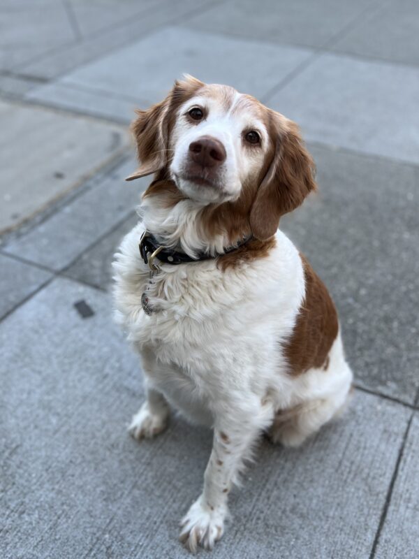Brittany Spaniel Looking Serious