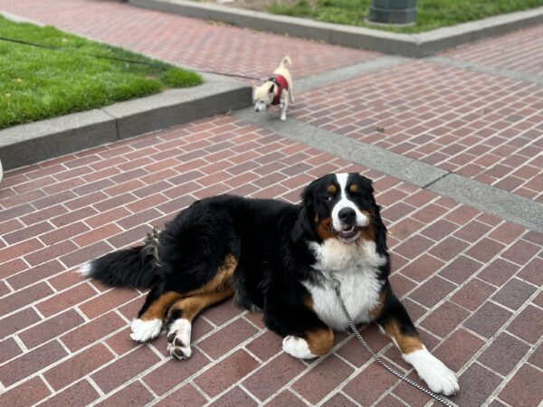 Bernese Mountain Dog Lying On Bricks With Chihuahua In The Background