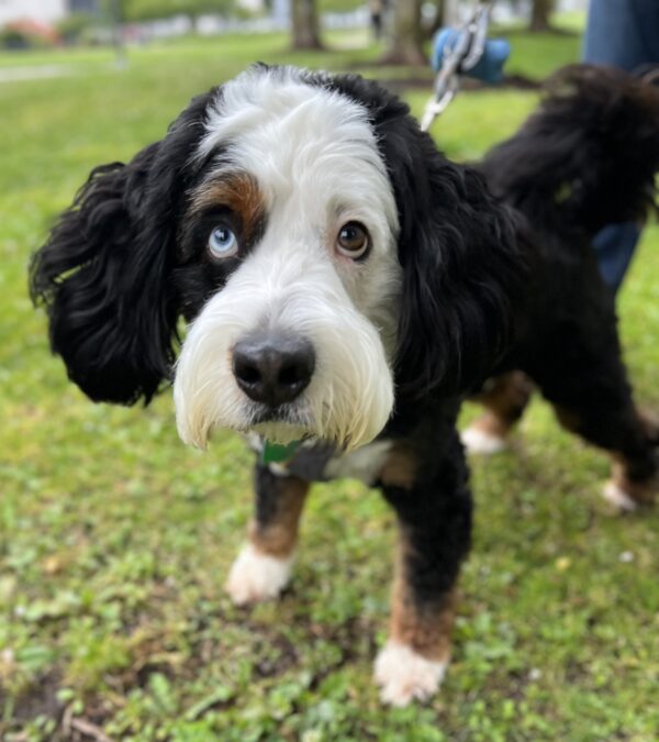 Bernadoodle With One Blue Eye And One Brown Eye