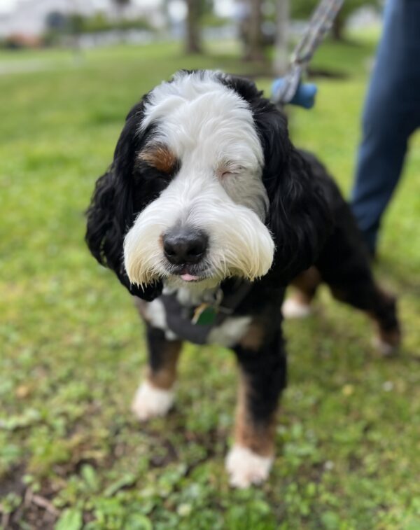 Bernadoodle With His Eyes Closed And A Tiny Bit Of Tongue Showing