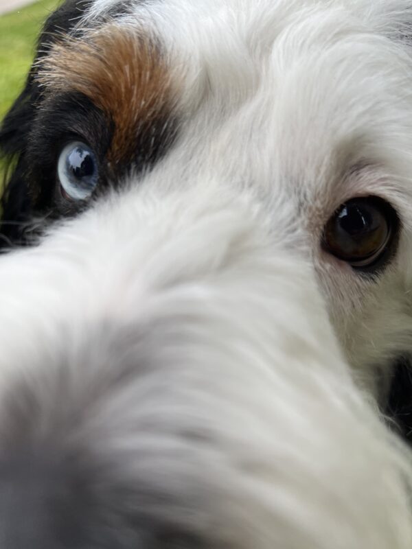 Bernadoodle Sticking His Nose In The Camera