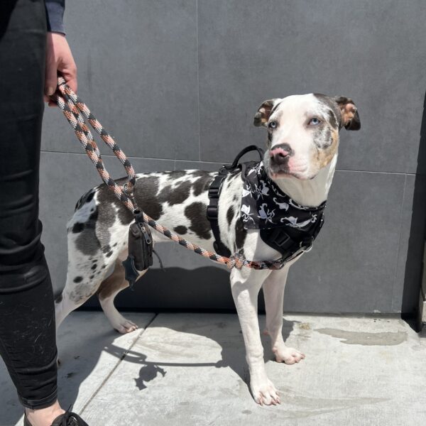Cane Corso American Bulldog Mix