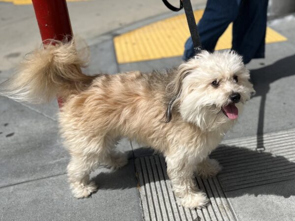 Yorkie Poo With Big Grin