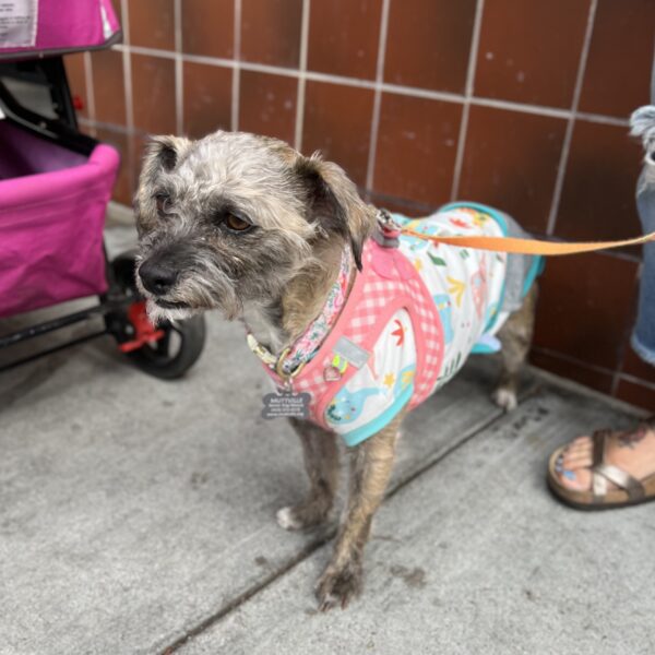 I... I can't believe it's true! Brindled Miniature Poodle In A Pretty Jumper