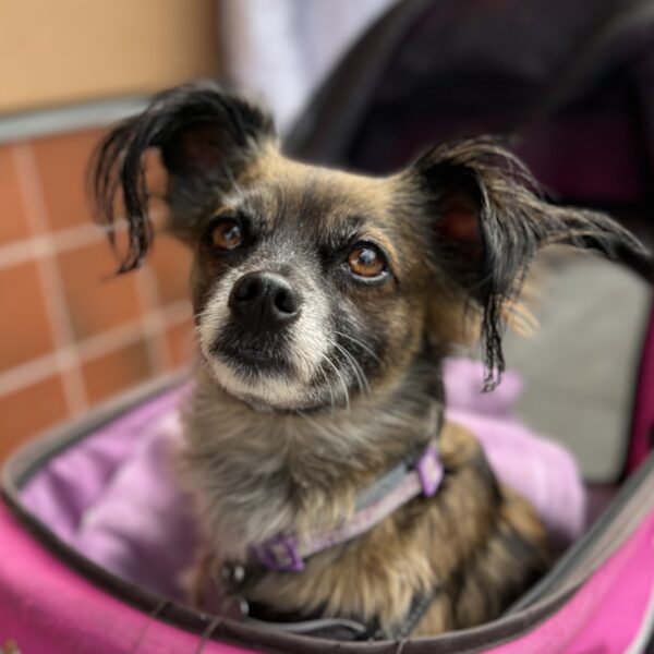 I take my new big-sisterly duties very seriously! Dog With Long Fringes On Her Ears In A Baby Carriage
