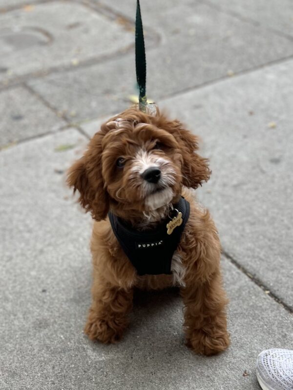I like Monaghan's, everybody pets me there! Apricot King Charles Cavalier Spaniel Poodle Mix With White Snoot And Chin