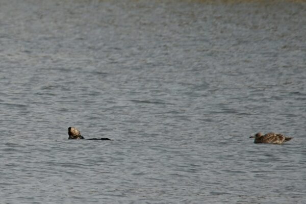 Man, I'm hungry! Sea Otter Near Floating Bird